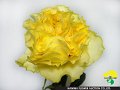 Rosa La Campanella Yellow